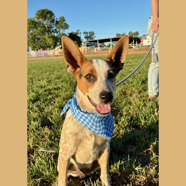 Photo of Darcy