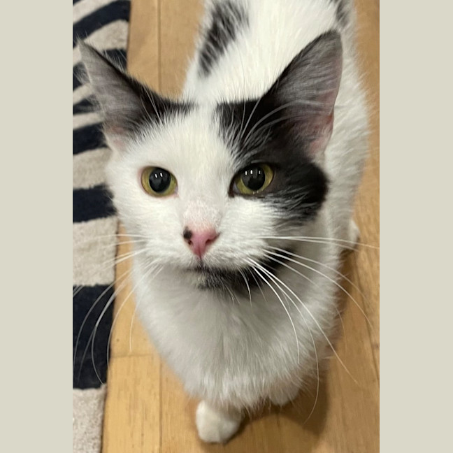 Photo of Daphne