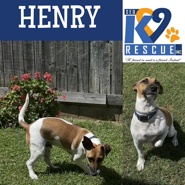 Photo of Henry
