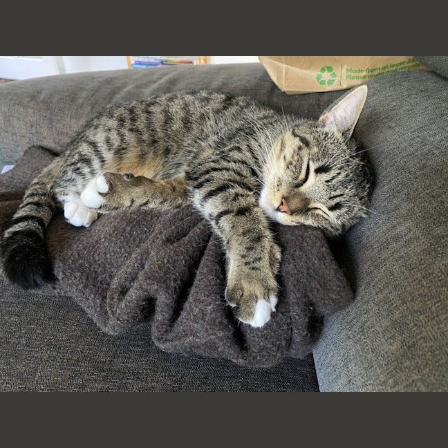 Photo of Willow