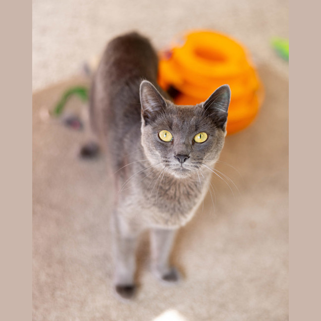 Photo of Violet (Bella)