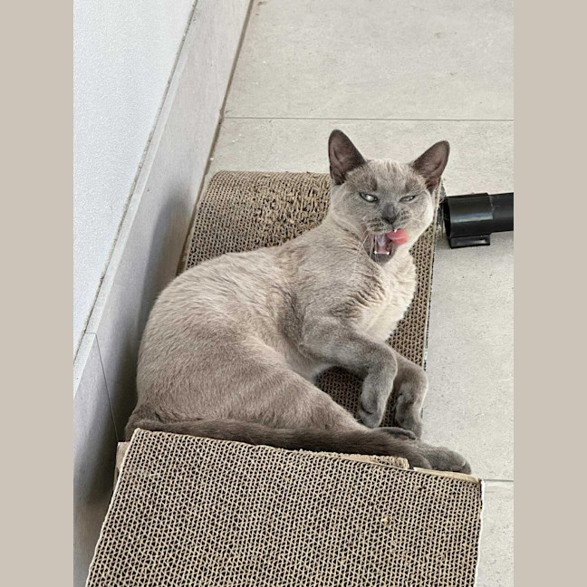 Photo of Jazzi 