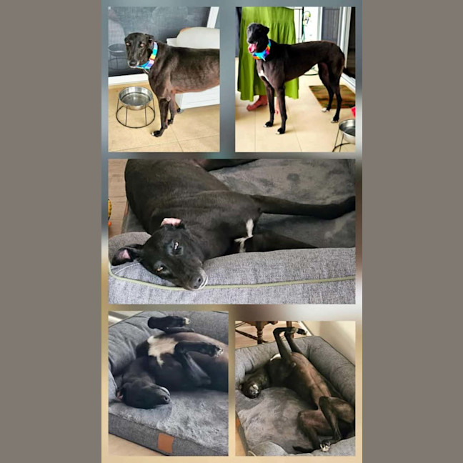 Photo of Freda, The Greyhound