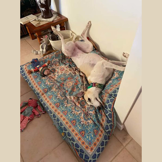 Photo of Ella, The Greyhound