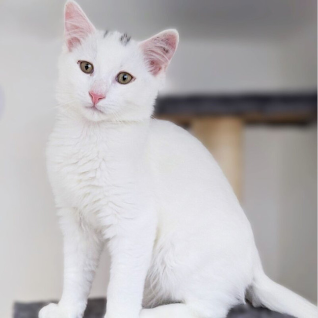 Photo of Dash