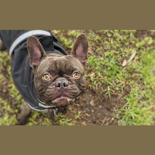Photo of Meatball 