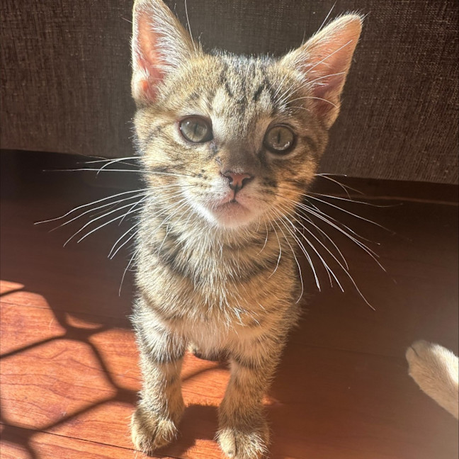 Photo of Maple