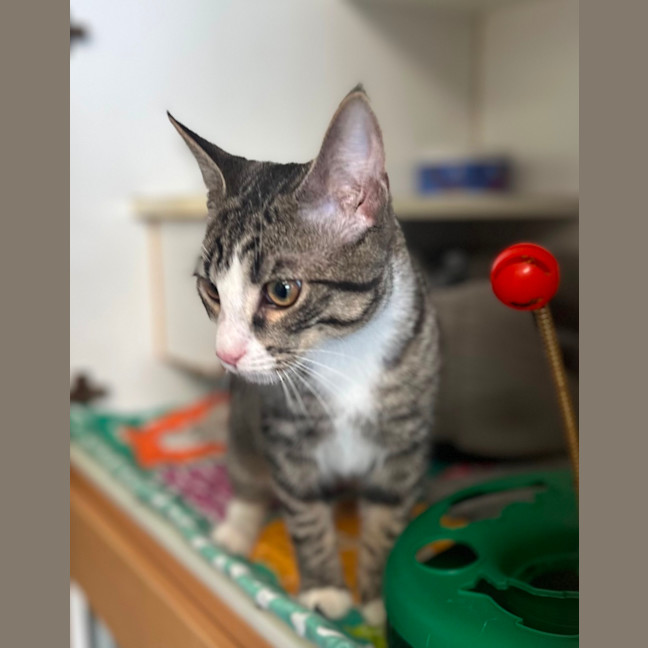 Photo of Chester