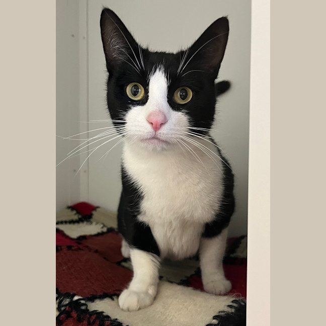 Photo of Kiki