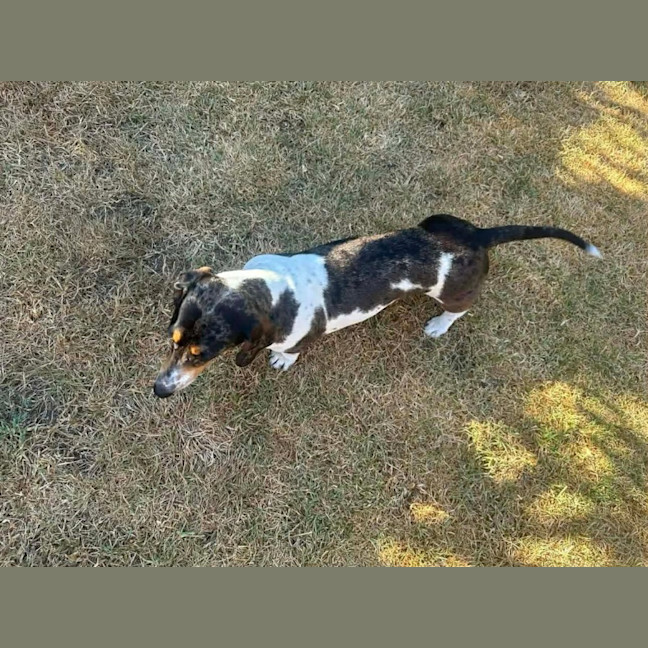 Photo of Luna