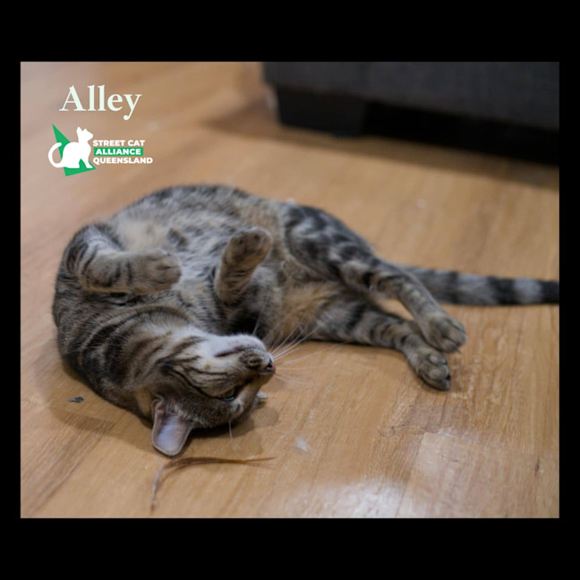Photo of Alley