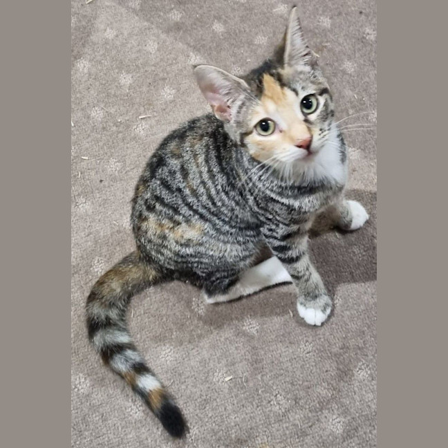 Photo of Callie