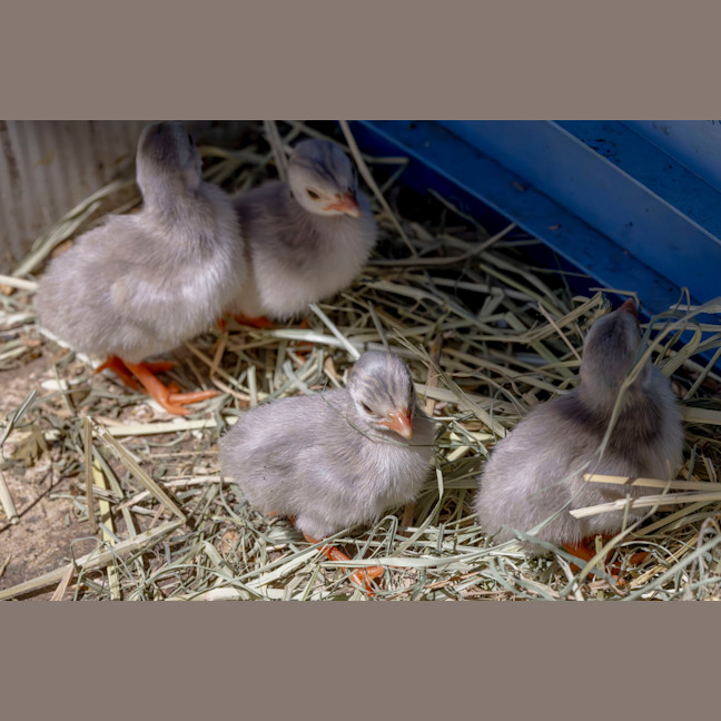 Photo of Baby Guinea Fowls