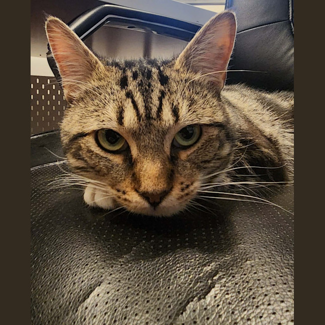 Photo of Galahad