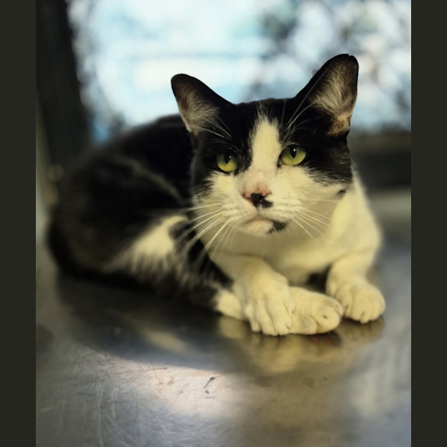 Photo of Oreo