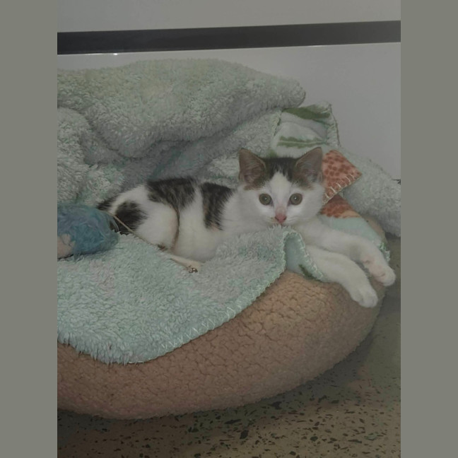 Photo of Bernie ** 2nd Chance Cat Rescue **