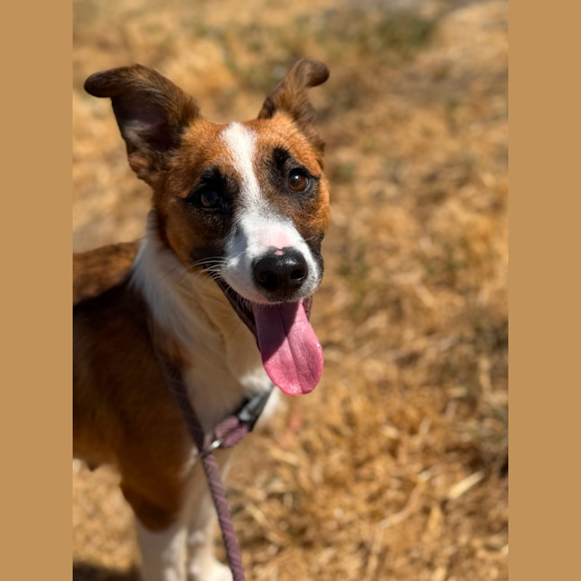 Photo of Pippi / Pepsi