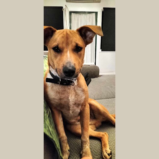 Photo of Lewis (Louie)
