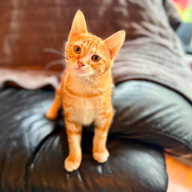 Photo of Puddles   In Foster Care In Templestowe