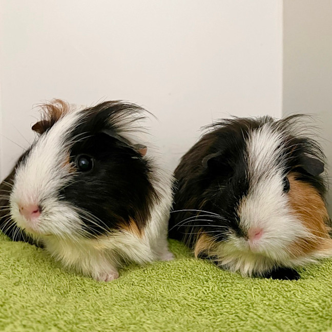 Photo of Spaghetti & Meatball