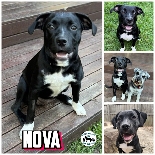 Photo of Nova