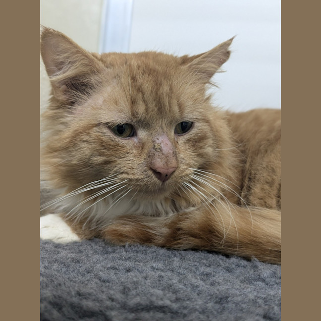 Photo of 🦁 Caspian 5401 🦁