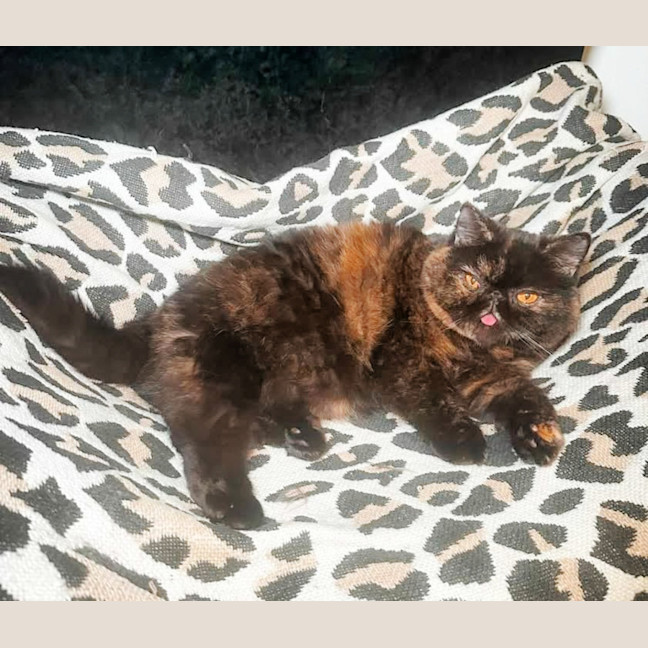 Photo of 🐾Flow🐾