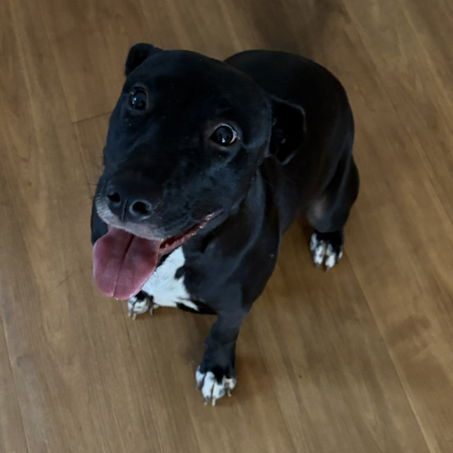 Photo of Millie