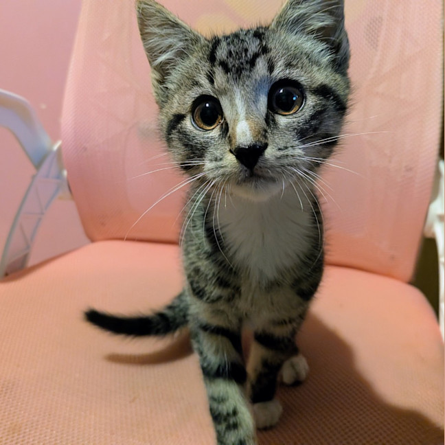 Photo of Timmy
