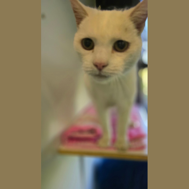 Photo of Lyle