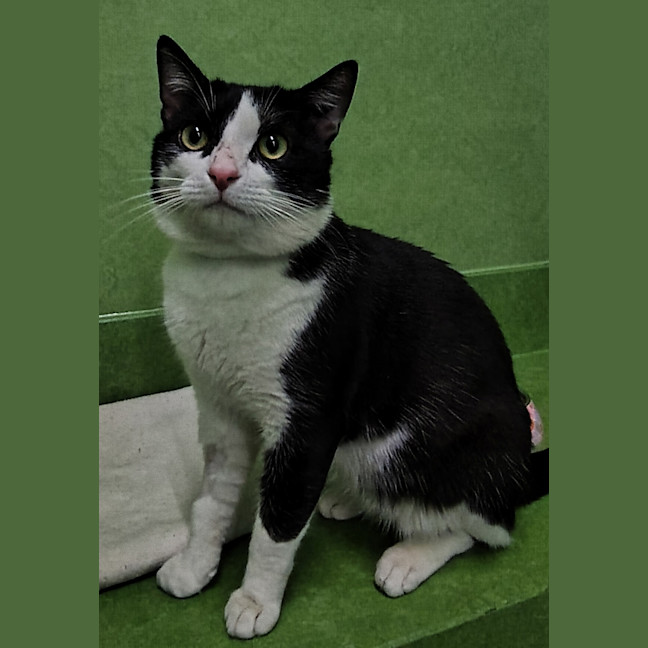 Photo of Scoobert