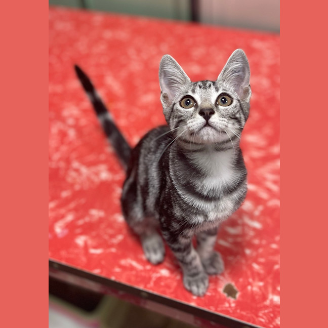 Photo of Violet