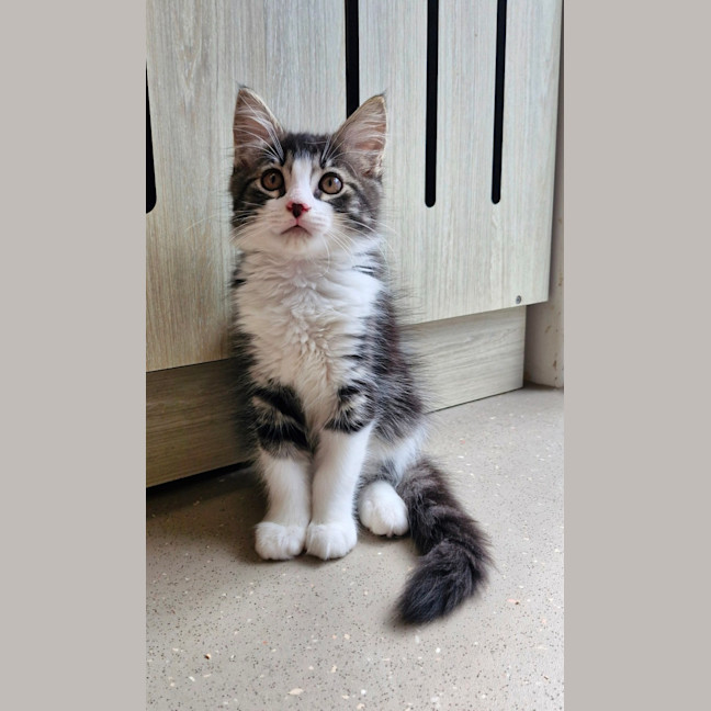 Photo of C1410 Kenzo 