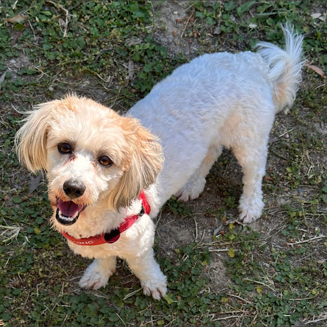 Photo of Chester
