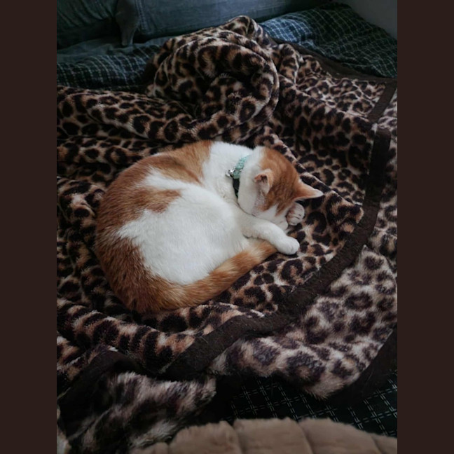 Photo of Cherry   In Foster In Ivanhoe