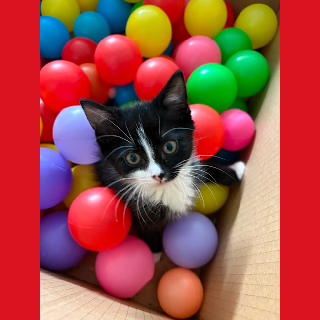 Photo of Nightwing **2nd Chance Cat Rescue**