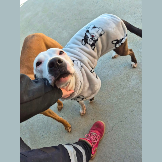 Photo of Patch! 🧩