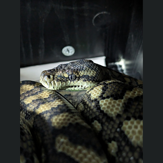 Photo of Reginald