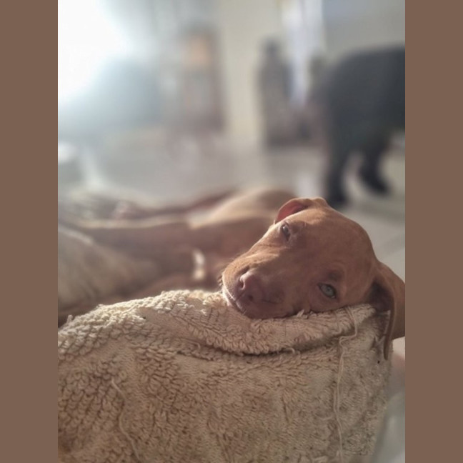 Photo of Pippa   11 Week Old Staffy (On Trial)
