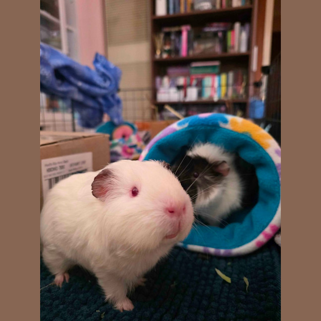 Photo of Rufus & Ringo