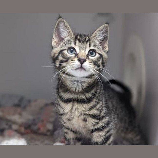 Photo of Sugar Pie