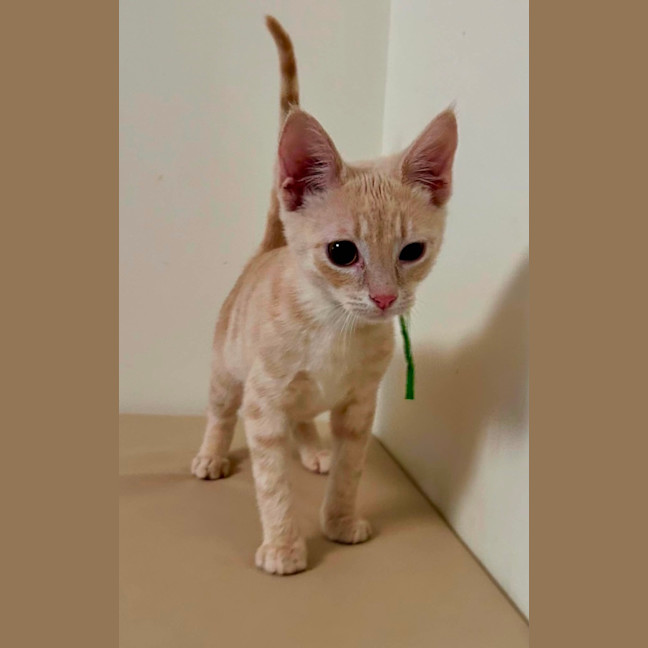 Photo of Eggs