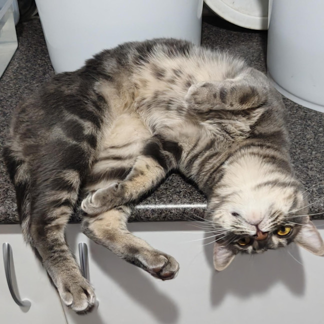 Photo of Goose