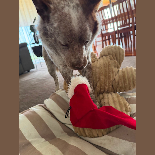 Photo of Baxter