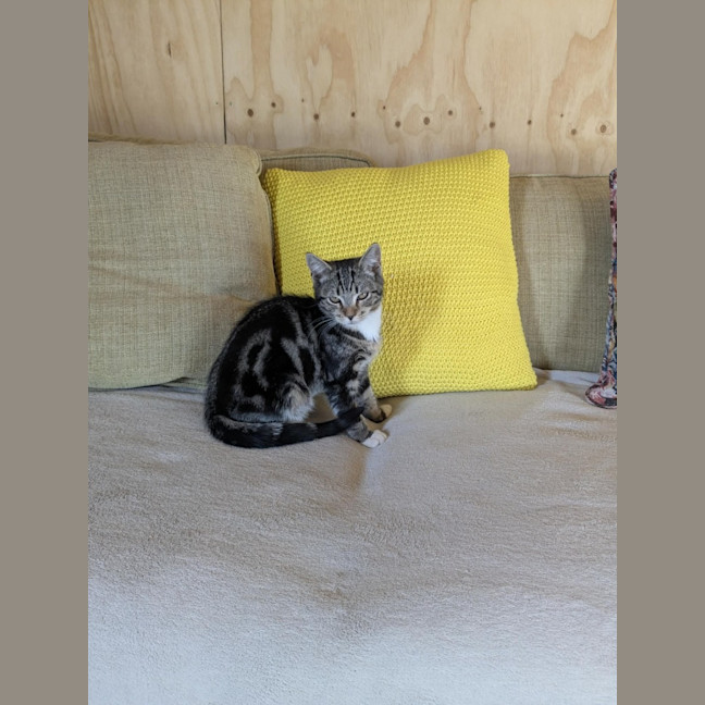 Photo of Hugo *9 Lives Project Rescue*