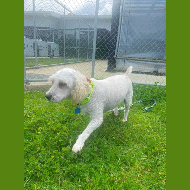 Photo of Dixie