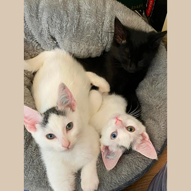 Photo of Ellie *9 Lives Project Rescue*