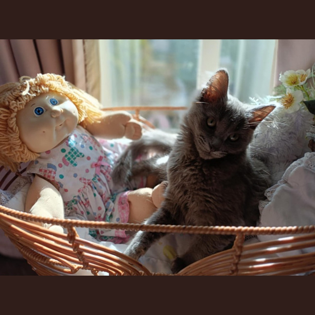 Photo of Melody
