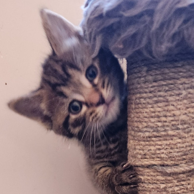 Photo of Koda