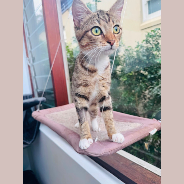 Photo of Buttercup